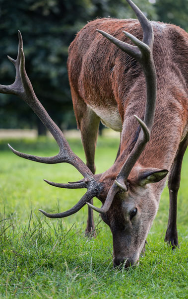 deer