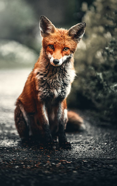 red fox