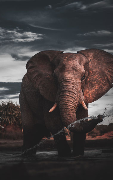 elephant