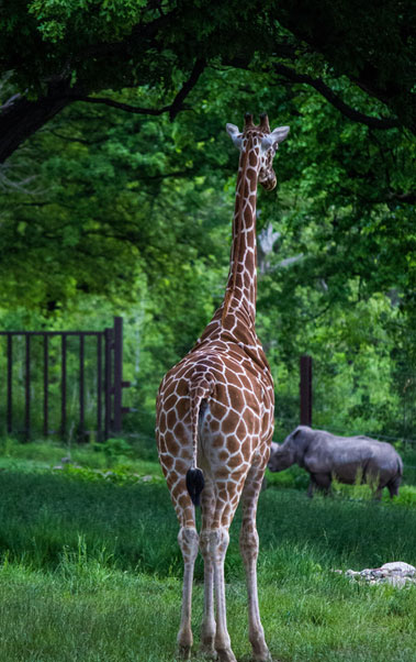 girrafe