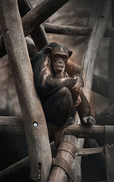 monkey